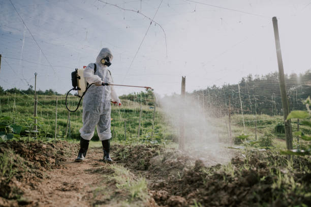 Best Local Pest Control Services  in Overton, TX