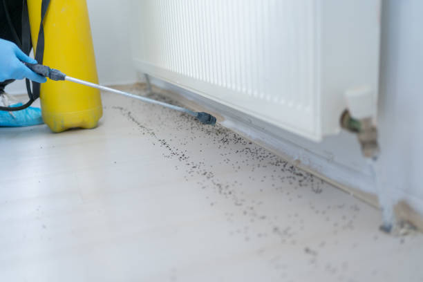 Trusted Overton, TX Pest Control Experts